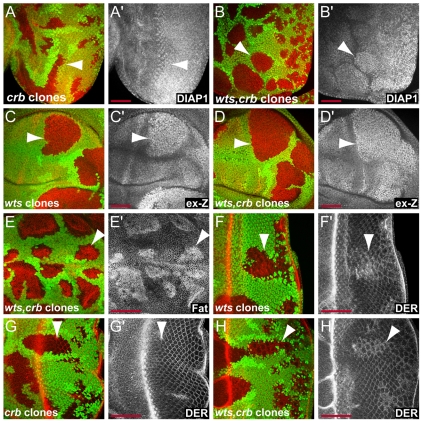 Fig. 8.