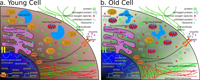 FIGURE 1: