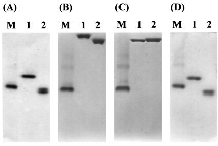 FIG. 5.