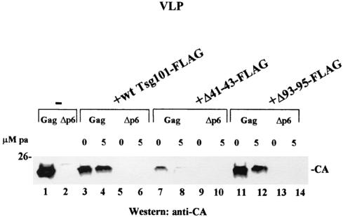 FIG. 6.