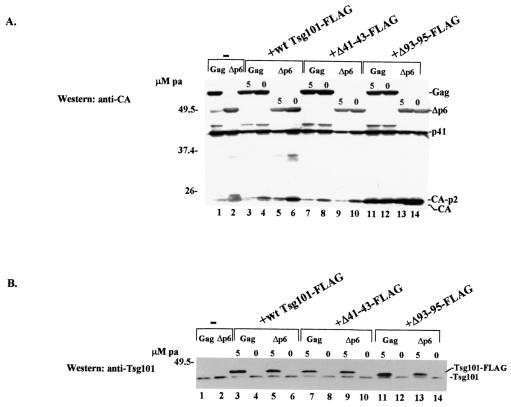 FIG. 7.