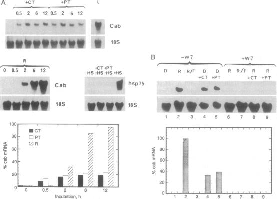 graphic file with name pnas01102-0338-a.jpg