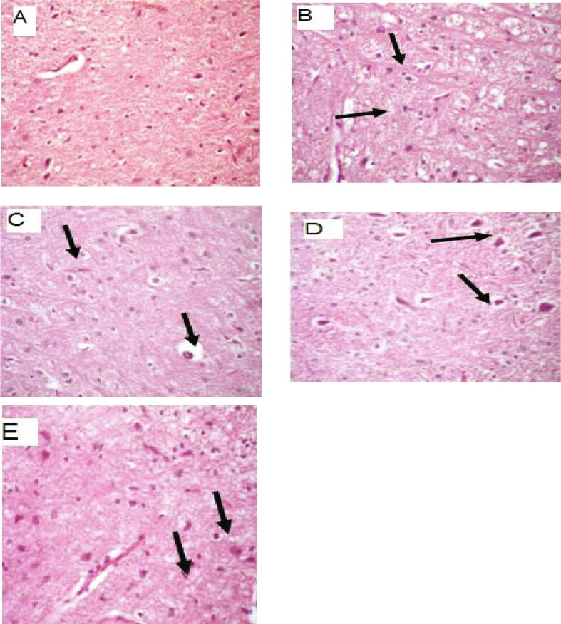 Fig. 5