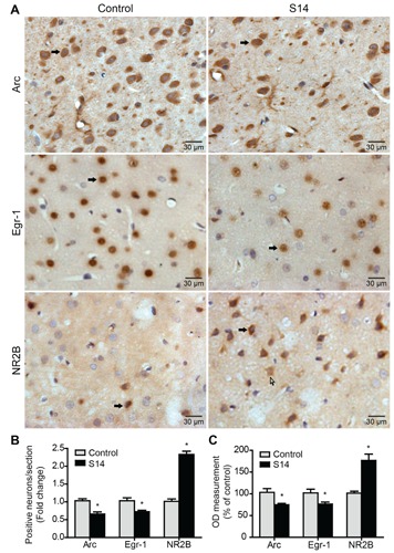 Figure 5.