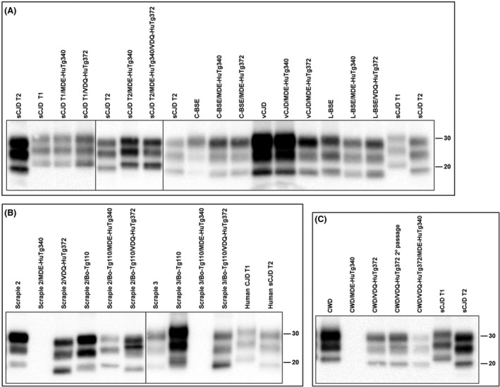 FIGURE 3