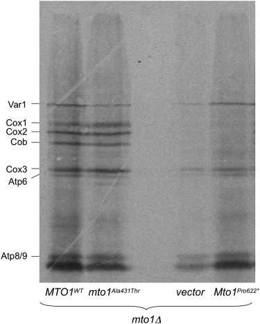 Figure 5