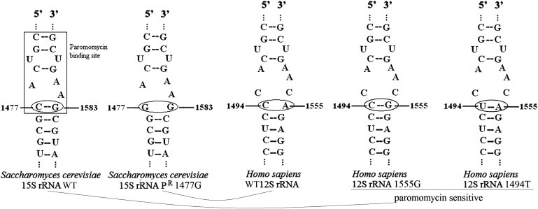 Figure 3