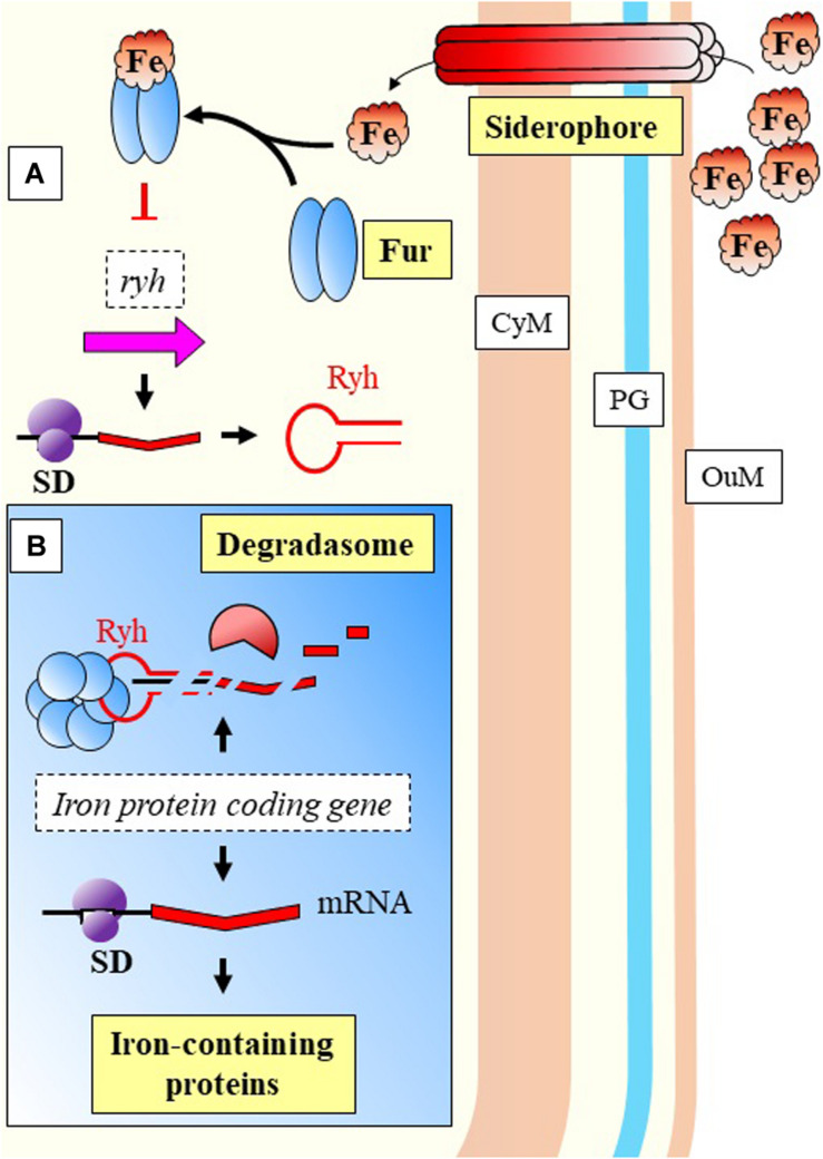 FIGURE 6