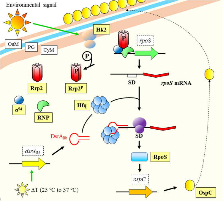 FIGURE 2