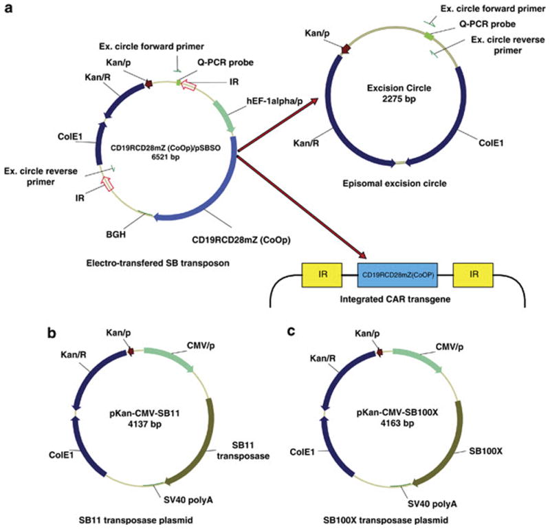 The hyperactive Sleeping Beauty transposase SB100X improves the genetic ...