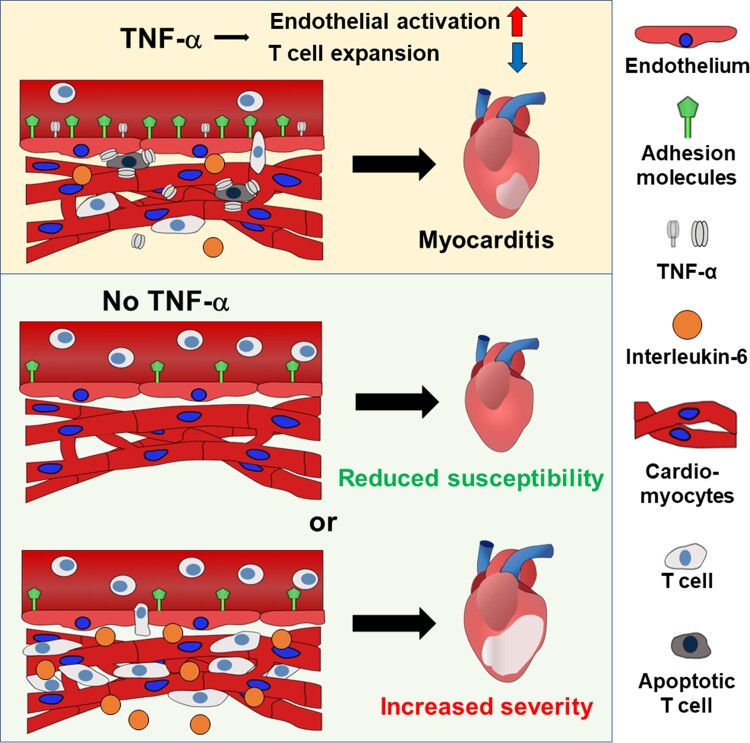 Graphical Abstract