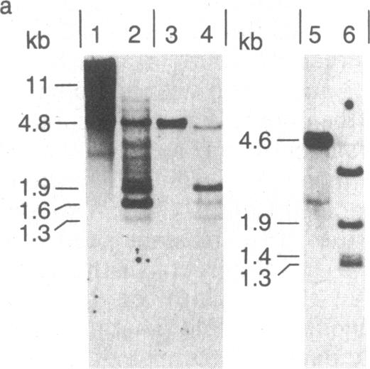 graphic file with name pnas00317-0273-b.jpg