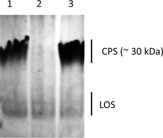 FIG 2