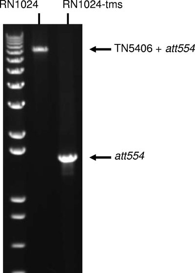 FIG. 1.