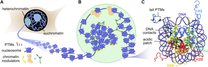 FIGURE 1