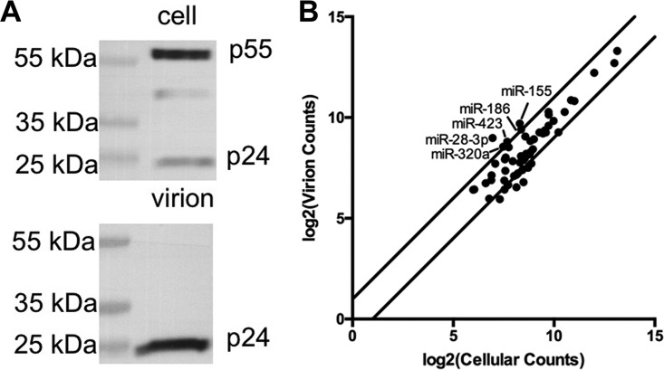 FIG 1 