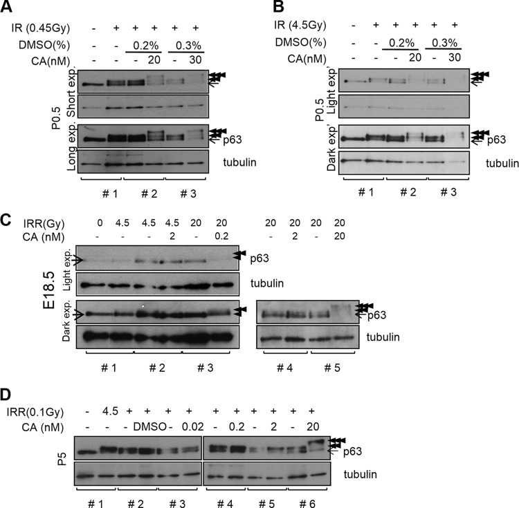 FIG 6