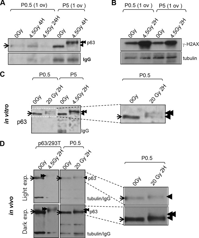 FIG 3