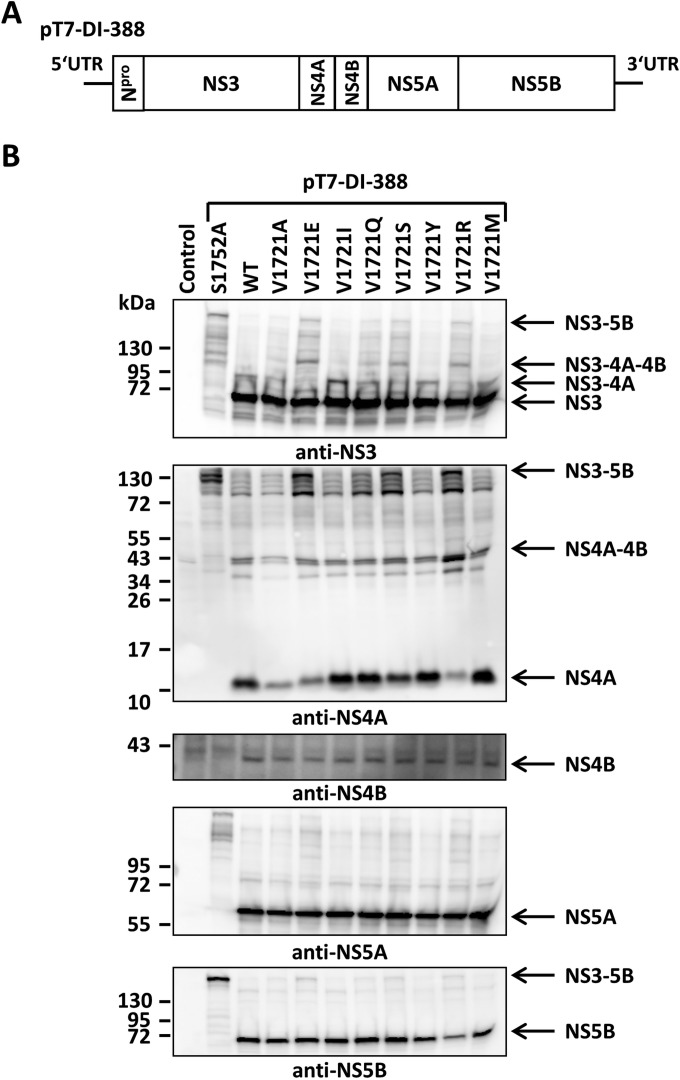 FIG 6