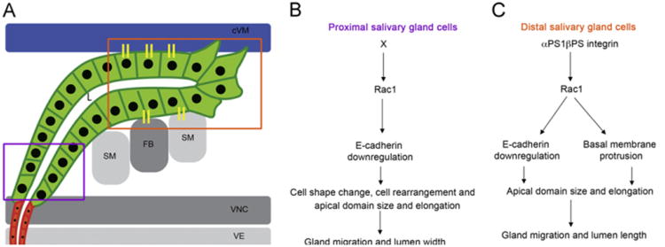 Fig. 8