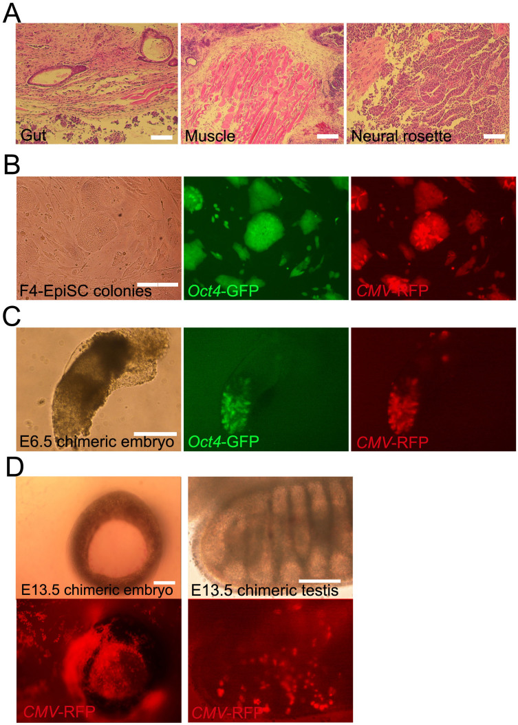 Figure 4