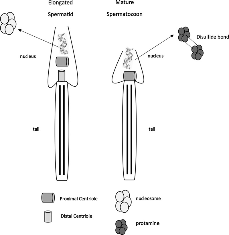 FIG. 1.