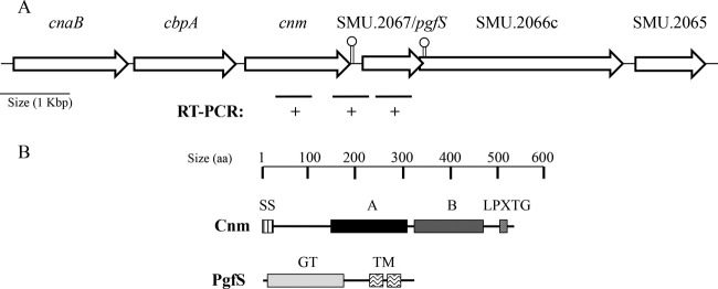 FIG 1