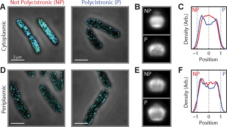 Figure 1—figure supplement 2.