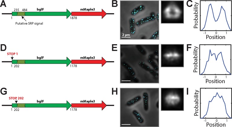 Figure 3—figure supplement 1.