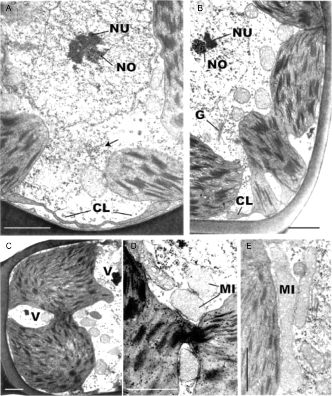 Fig. 8.