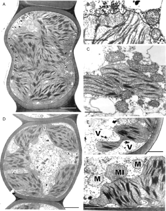 Fig. 12.