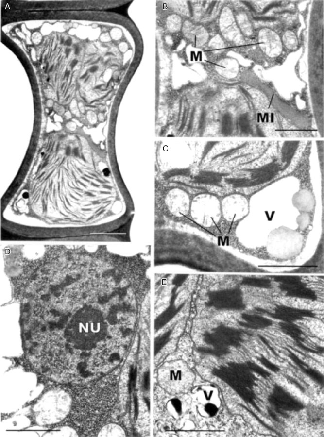 Fig. 11.