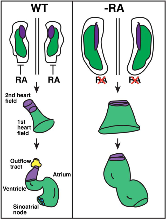 graphic file with name nihms-1680166-f0001.jpg