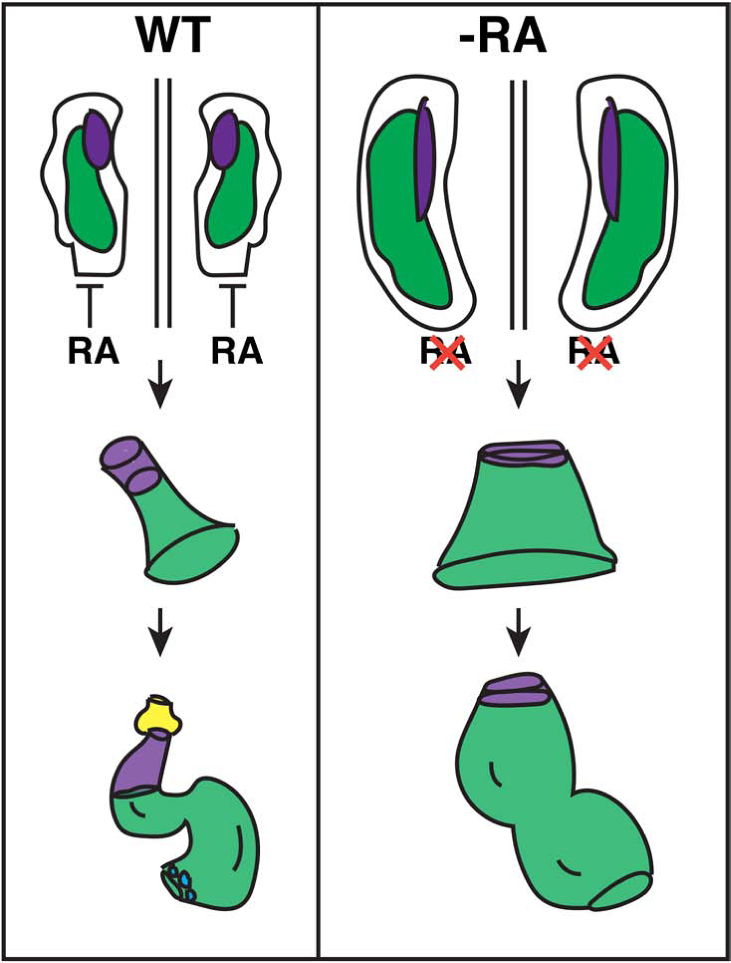 Figure 11.