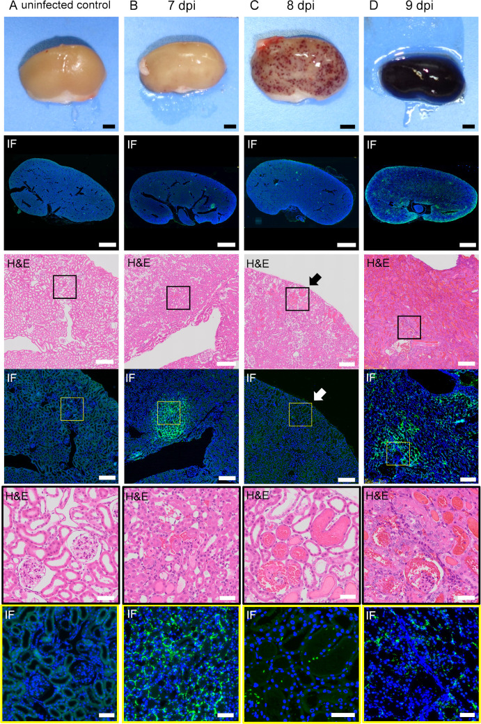 Fig 4