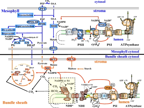 Fig. 6.