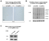 Figure 3—figure supplement 2.