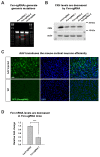 Figure 1—figure supplement 1.
