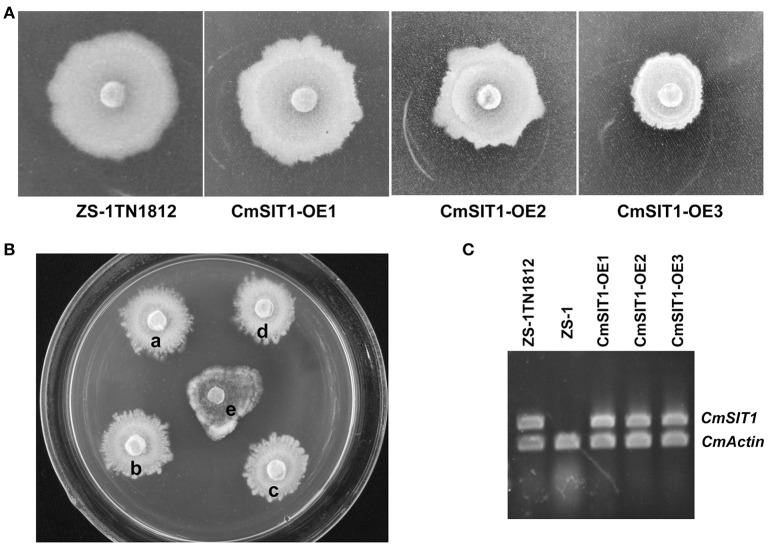 Figure 6