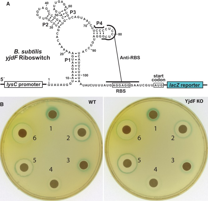 FIGURE 4.