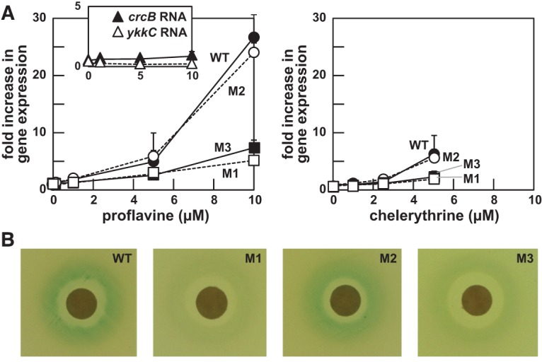 FIGURE 5.