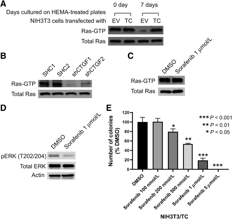 Figure 3. Ras is an important member of the TC signaling pathway. A, Expression levels of active Ras (Ras-GTP) in NIH3T3/TC and NIH3T3/EV cells that were cultured in an anchorage-independent manner. Active Ras was precipitated using the RBD of Raf-1, and the precipitated Ras levels were determined by immunoblot using an anti-Ras antibody. B, Expression levels of active Ras in NIH3T3/TC cells upon CTGF knockdown using two independent shRNA, the cells were cultured in suspension. C, Immunoblots to estimate active Ras levels and D, the activity of MAPK signaling after sorafenib (Raf inhibitor) treatment. E, Soft agar assay in the presence of vehicle (DMSO) or sorafenib. Inhibiting RAS suppressed the ability of NIH3T3/TC cells to form colonies. Comparison is to DMSO vehicle. Error bars represent one SD, and the plot is representative of two independent experiments.