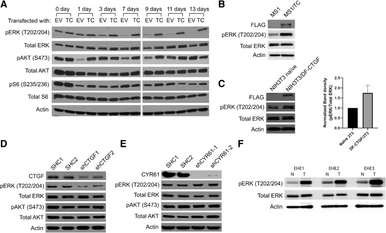 Figure 4. TC predominantly activates the MAPK signaling pathway. A, NIH3T3/EV and NIH3T3/TC cells were grown attached to dishes (day 0) or in suspension for 1, 3, 7, 9, 11, or 13 days before harvesting for lysate preparation. Levels of pERK, ERK, pAKT, AKT, pS6, and S6 in cell lysates were detected by immunoblots. B, MAPK activity was estimated using a pERK antibody in MS1 cells after exogenous TC expression. C, NIH3T3 cells expressing a double FLAG-CTGF were grown in suspension for 7 days before collection. Cell lysates were analyzed by immunoblot with antibodies to pERK and ERK. Densitometry data for pERK is also shown. Expression of pERK, ERK, pAKT, and AKT in NIH3T3/TC cells after (D) CTGF or (E) CYR61 knockdown. Actin is used as a loading control. F, Immunoblots to estimate the levels of pERK and ERK between normal and matched human EHE tumor tissue samples. N, normal tissue samples; T, tumor tissue samples.