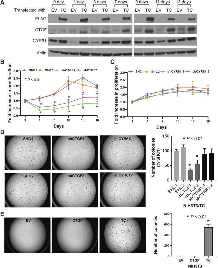 Figure 1. CTGF is a key downstream target of the TC fusion protein. A, Immunoblots to estimate the expression levels of CTGF and CYR61 in NIH3T3 cells transfected with either an EV or FLAG-TC fusion gene construct (TC). Cells were grown in suspension on HEMA-treated culture plates. Cell proliferation assay to measure the rate of anchorage-independent cell growth of NIH3T3/TC cells grown in suspension after the knockdown of CTGF (B) or CYR61 (C). D, Soft agar colonies of NIH3T3/TC cells expressing either control (SHC1/2), CTGF, or CYR61 shRNAs; quantification of the colony numbers is also shown. E, Soft agar assay to observe colony growth after CTGF overexpression. Data represent the mean ± SD of independent wells; experiments were performed at least twice.