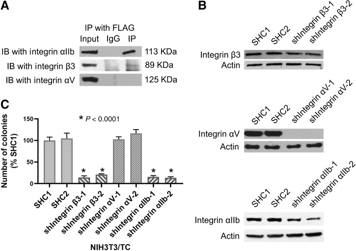 Figure 2. Integrin αIIbβ3 is crucial for the TC signaling pathway. A, Lysates from NIH3T3 cells transfected with FLAG-CTGF were IP with an anti-FLAG antibody. Coimmunoprecipitated integrins were detected in an immunoblot using anti-integrin αIIb, anti-integrin β3, or anti-integrin αV antibodies. B, Immunoblots to detect the efficiency of shRNA-mediated knockdown of integrin β3, αV, or αIIb in NIH3T3/TC cells. SHC1 is an EV, SHC2 is a scrambled control shRNA. For integrin knockdowns, two independent shRNA were used. C, Quantification of the soft agar colony counts after knockdown of the indicated integrins in NIH3T3/TC cells. Silencing of integrin αIIb and integrin β3, but not integrin αV, inhibited the ability of NIH3T3/TC cells to form colonies. Data represent mean and SD of individual wells. IP, immunoprecipitated; IB, immunoblot.