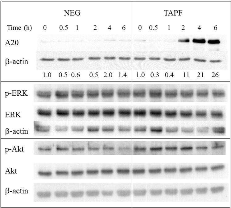 Fig 10