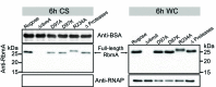 Figure 3—figure supplement 1.