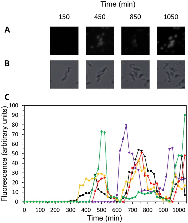 Fig 2