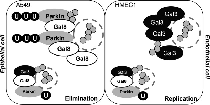 FIG 7 