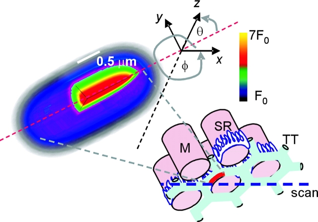 Figure 11. 